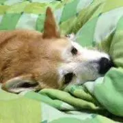 puchi