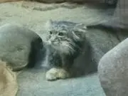 だいふくの画像