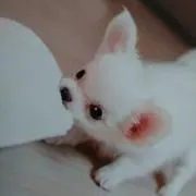 panchanの画像