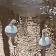 キリンの画像