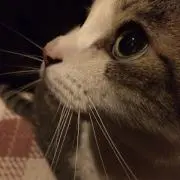柚子