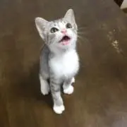 コグマの画像