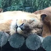 JYの画像