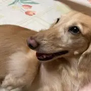 イッヌの画像