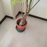 うみなりくんの画像