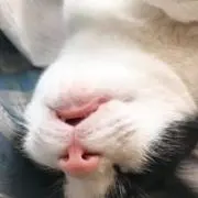 ヘルっちの画像