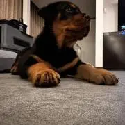 まさきんぐの画像