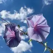 carina.kiwiの画像