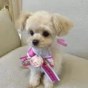 にこの画像