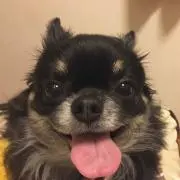 菜月