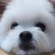 sayu sayuの画像