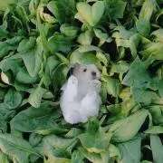 piyoの画像