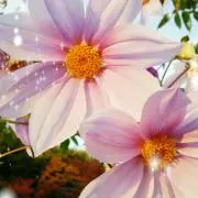 みぃ⭐︎値下げNG⭐︎即購入OKの画像