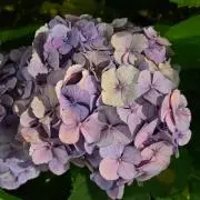 くるみの画像