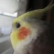 くるみの画像