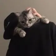 peoniaの画像
