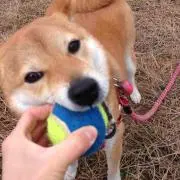 もも
