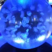 回遊魚の画像