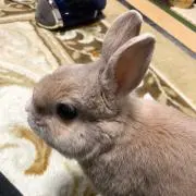 ルイゴローの画像