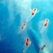 ウィーン
