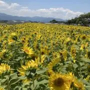 sunの画像