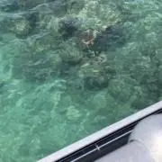 シェルの画像