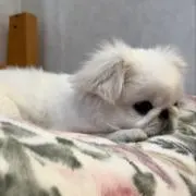ポポちゃんの画像
