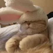 あそんの画像