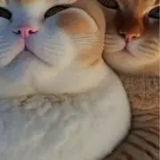 リリーの画像