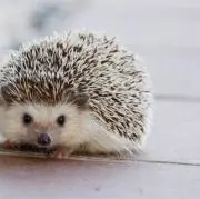 とむの画像