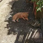 モンチッチ