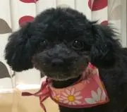 ひな