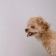 いなの画像