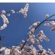 ランマルの画像