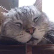 チータータン