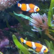 モニモニの画像