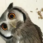 ミックの画像