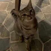 ぴっぴ*。の画像