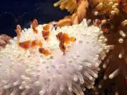 えだまめの画像