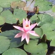 やじろべえの画像