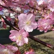 ふわり♪の画像
