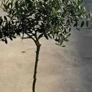 モカモカの画像