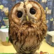 ふくろうちゃんの画像