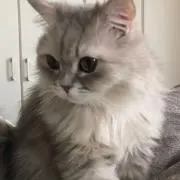 山﨑の画像