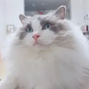 なおきちショップですの画像