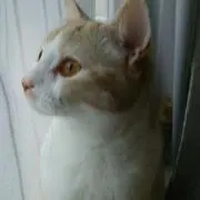 masayu