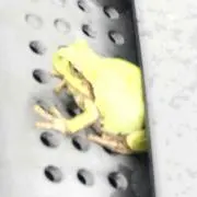カエル