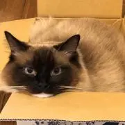 ネコ助