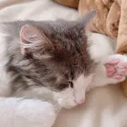 ほっしーの画像