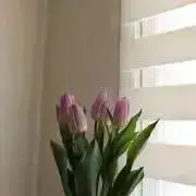 cocoの画像